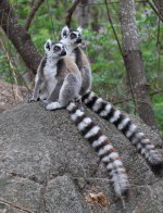 034 Ring-tailed Lemur.JPG
