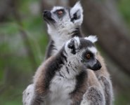 035 Ring-tailed Lemur.JPG