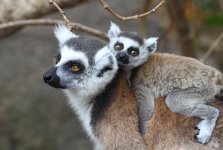 036 Ring-tailed Lemur.JPG