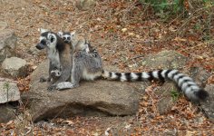 037 Ring-tailed Lemur.JPG