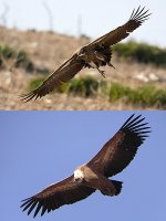 Rüppell's_Griffon-Vulture_Comparison.jpg