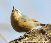 Chinese Nuthatch.JPG