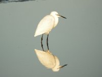 Little Egret, Tavira 1.jpg