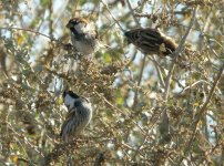Spanish Sparrows, Santa Luzia 1.jpg