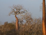 048 Baobab.JPG