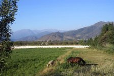 Foothills and Horses.jpg