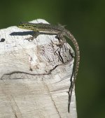 Thin Tree Lizard.jpg