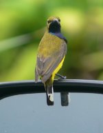 Yellow-bellied Sunbird.JPG