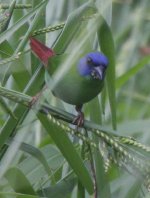 Blue-faced Parrot-finch.jpg