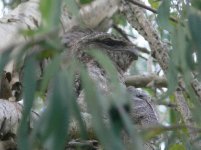 Papuan Frogmouth 2.JPG