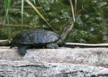Swamp Turtle.jpg
