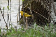 yellow warbler IMG_63999.jpg