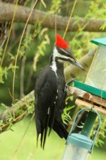 pileated woodpecker IMG_7693.jpg