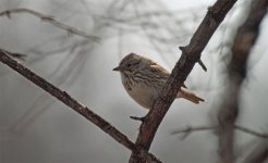 lincoln's sparrow resize IMG_4344.jpg