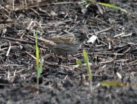 song sparrow resize IMG_4273.jpg