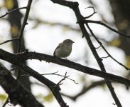 clay colored sparrow IMG_7382.jpg