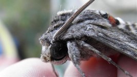 Convolvulus hawk moth.jpg