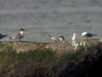 Great and Lesser Crested Terns.jpg