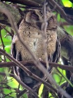 Collar Scops Owl.jpg