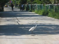 Egret in Street.jpg