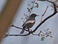 Grey-winged Blackbird.jpg