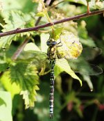 SouthernHawker Aug 2013BF.jpg
