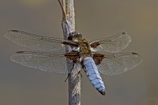 Broad Bodied Chaser (M)12072013 N.jpg