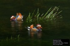Mandarin Duck 3.jpg
