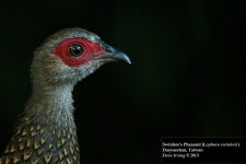 Swinhoe's Pheasant 4.jpg
