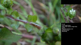 sandwort thyme leaved arenaria serpyllifolia gallops longfield 280314xxx.jpg