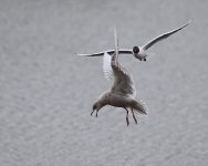 1.iceland gull AI8P8131 (2).jpg