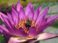 waterlily insect MP sx60hs IMG_0100.jpg