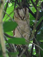 Sri Lanka Bay Owl.jpg
