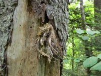 Brown Creeper nest.jpg