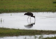 black stork 1 024.jpg