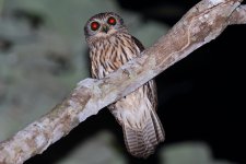 Papuan-Hawk-Owl-FB.jpg