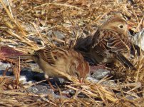 Field Sparrows.jpg