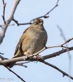 Gold Crowned Sparrow  1-8-2016.jpg