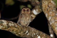 Palau-Owl-FB.jpg