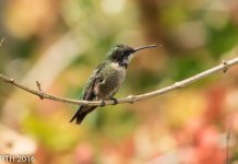 Ruby Throated Hummingbird 3-22-2016-12.jpg
