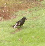 Black_White Crow 2.jpg