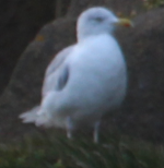 Gull 1.png