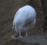 Gull 2.png