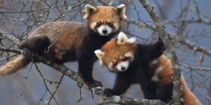 pair-of-red-pandas.jpg