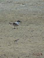 2017.05.24 Gull-billed Tern & Kentish Plover.jpg