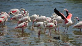 2017.05.24 Greater Flamingos.JPG