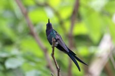 Swallow-tailed-Hummingbird2.jpg
