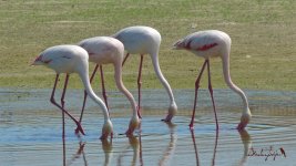 2017.05.09 Greater Flamingos.JPG