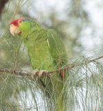 Red-Crowned Parrot 5-27-2017.jpg