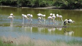 2017.07.23 Flamingoes & White Storks.JPG